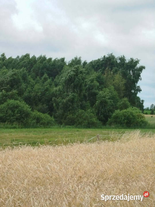 Działka z lasem i sadzawką teren z potencjałem Sokółka sprzedam
