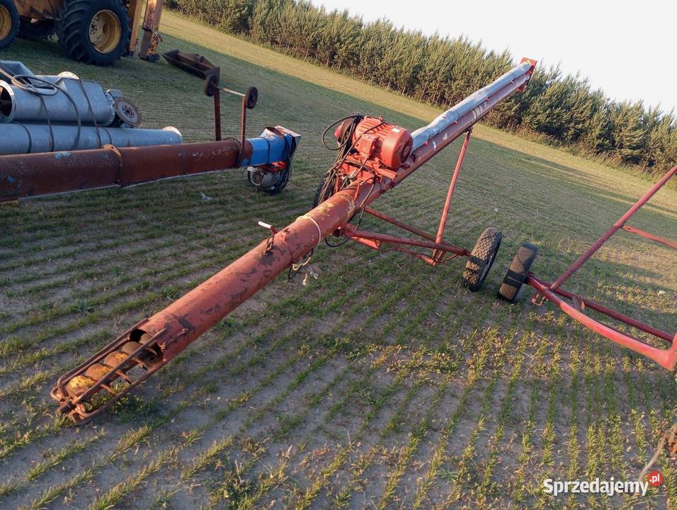 Żmijka do zboża nieuszkodzony Buk