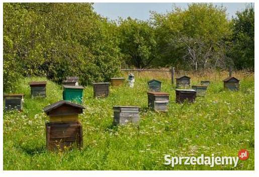 Użyczę przestrzeni Pszczelarzowi Podlasie ok mazowieckie Warszawa