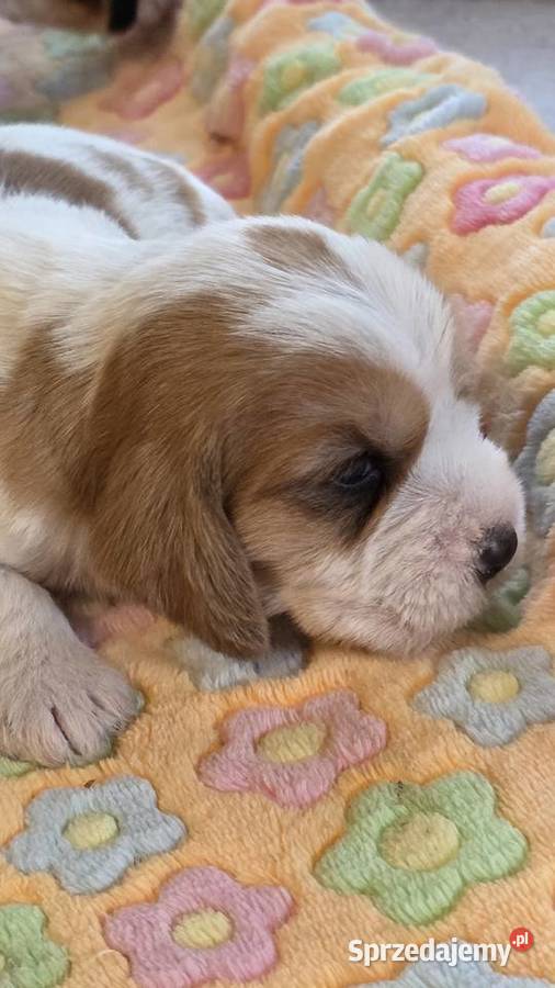 Petit Basset Griffon Vendeen łódzkie sprzedam