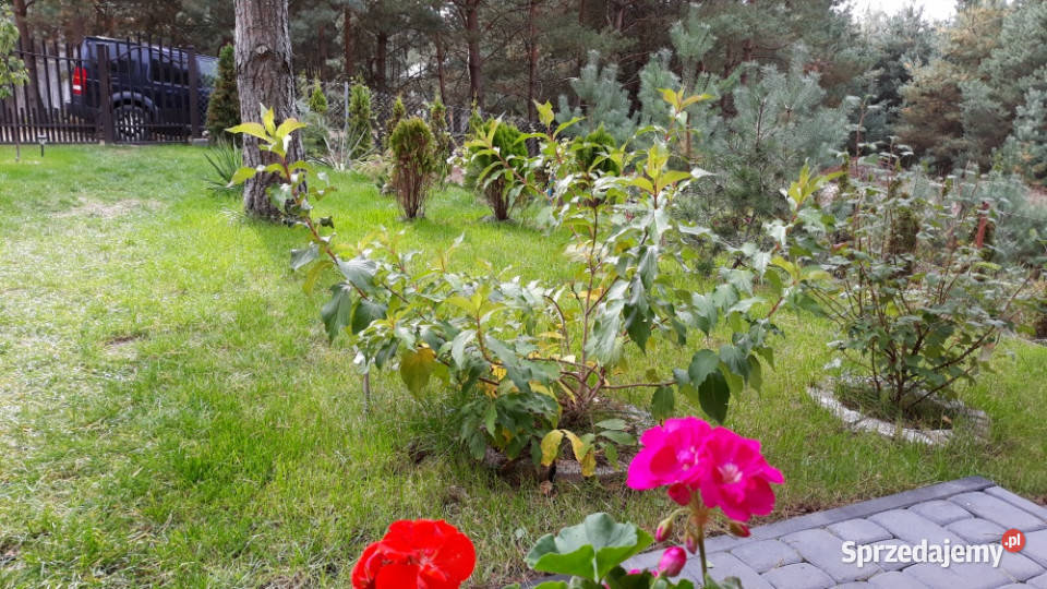 Wiktorowo działka budowlana 773zł/m2