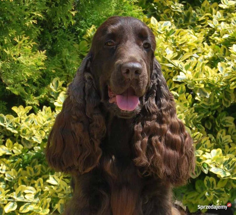 Cocker Spaniel Angielski