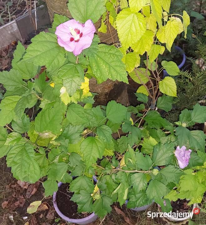 KETMIA SYRYJSKA HIBISKUS RÓŻOWY Pozostałe Rydułtowy