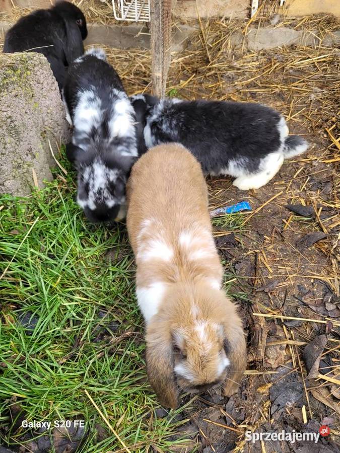 Barany francuskie 2 miesięczne Żłobizna