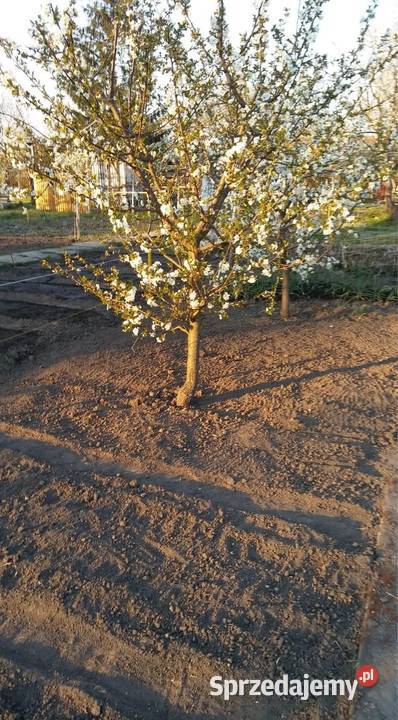 Odstąpię ROD Kolejarz rekreacyjna Wrocław