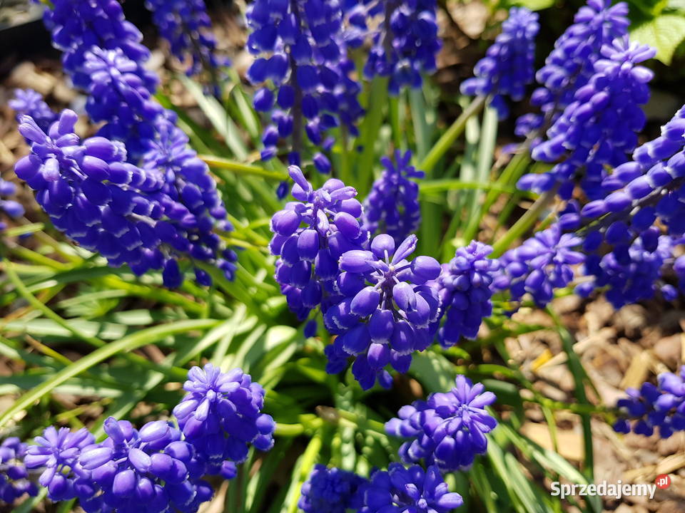 Szafirek niebieski cebulki cebule z Polski Lublin