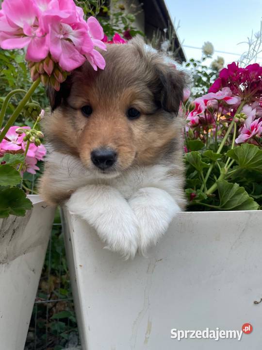 owczarek szetlandzki sheltie shetland sheepdog Rudzica