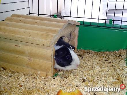 świnka morska Toruń