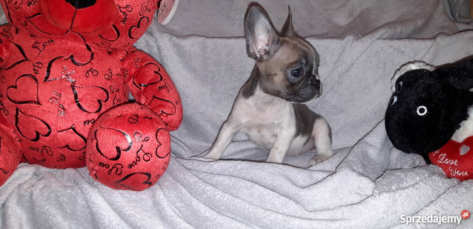 Buldog Francuski śliczna suczka Koza