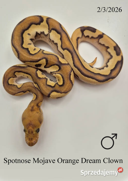 Pyton królewski Spotnose Mojave Orange Dream Clown - samiec