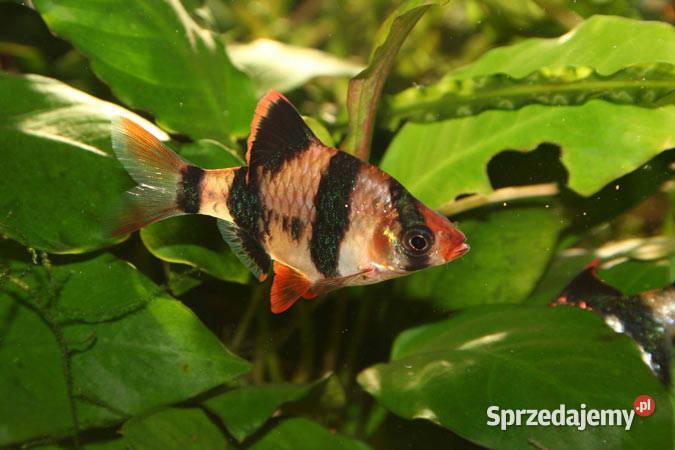 Rybki Brzanka sumatrzańska 3 z mojego akwarium lubuskie Lubsko