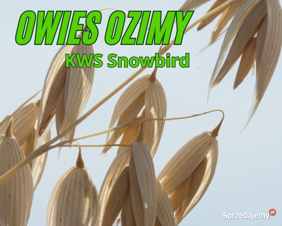 Owies Ozimy SKWS Snowbird kujawsko-pomorskie sprzedam