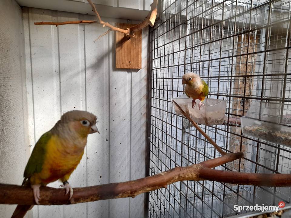 Rudosterki Pineaple Hyżne sprzedam