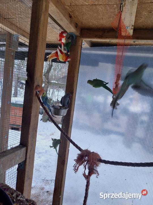 Papugi faliste Mnichy alexandretty i rozelle Ptaki Mszczonów