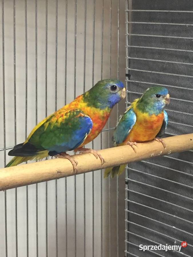 Łąkówki Wspaniałe