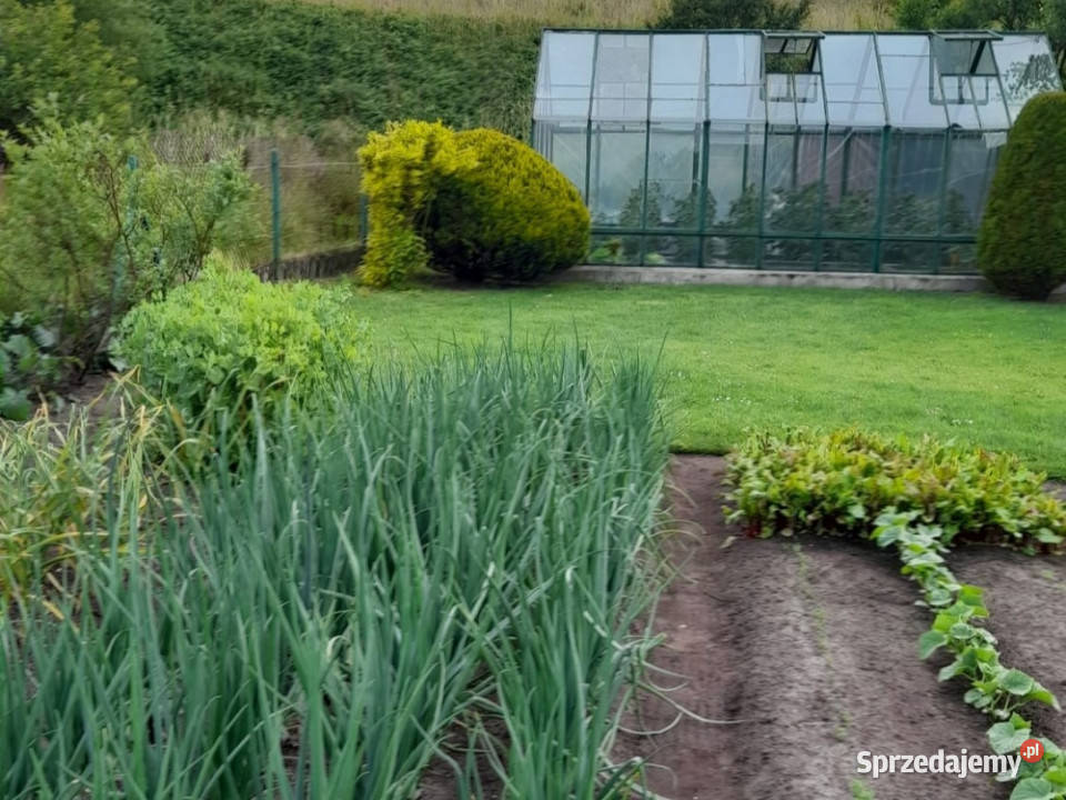Zadbana działka rekreacyjna ROD Słoneczne Gdańsk