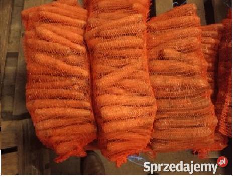 Marchew Rolnictwo wielkopolskie Russocice
