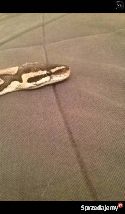 Pyton Królewski Python Regius Classic Warszawa