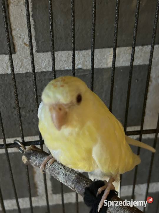 2 świergotki seledynowe albino małopolskie