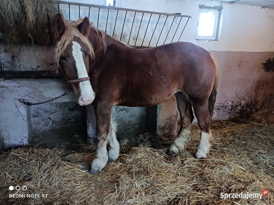Konie zimnokrwiste Kuczbork-Wieś