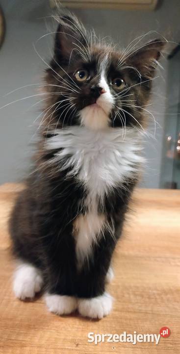 Daisy piękna solidka Maine Coon