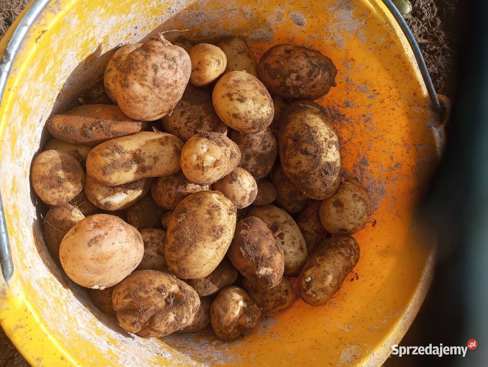 Sprzedam ziemniaki
