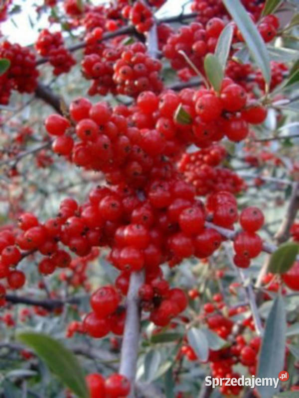 OLIWNIK BALDASZKOWY Eleagnus umbellata NASIONA