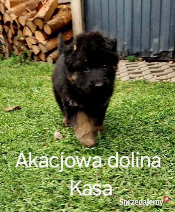 Szczeniaki owczarka niemieckiego długowłosego Mykanów
