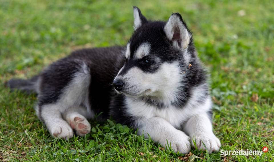 Śliczny piesek Husky szczeniak z rodowodem