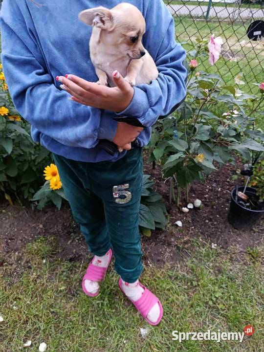 Chihuahua piesek szuka kochającego domu