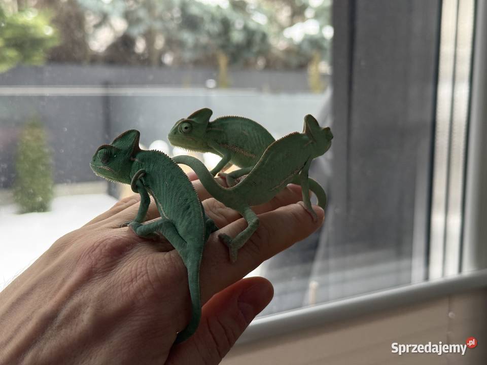 Kameleony Jemeńskie młode 3 miesięczne mazowieckie
