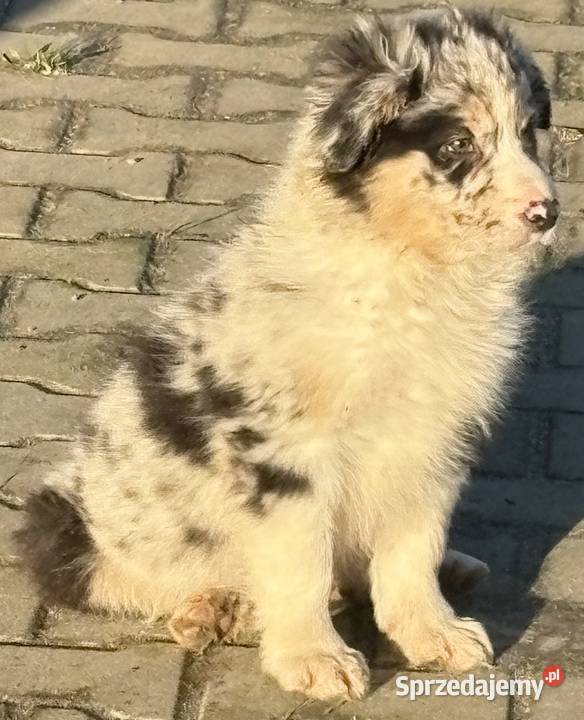 Border collie szczeniaki Błaszki