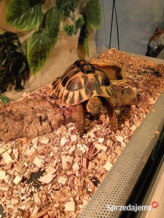 ŻÓŁW GRECKI TESTUDO HERMANNI Zwierzęta sprzedam