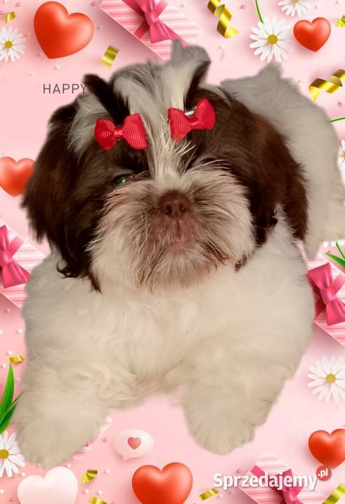 Ostatnia suczka rasy ShihTzu szuka domku Zwierzęta Namysłów sprzedam