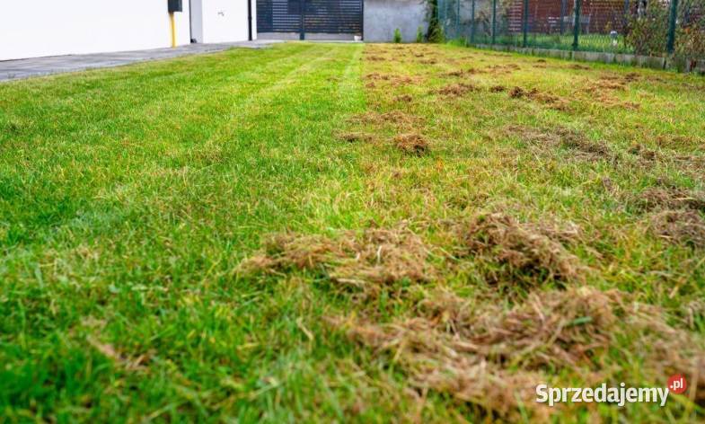 Aeracja wertykulacja trawnika pielęgnacja Kluczbork