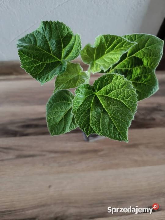 Sadzonki drzew tlenowych paulownia sprzedam