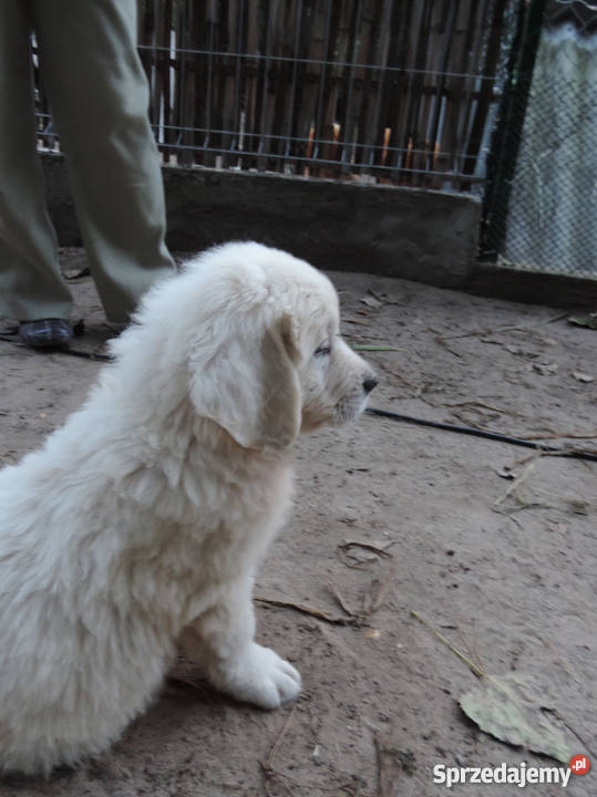 Owczarek podhalański owczarki podhalańskie sprzedam