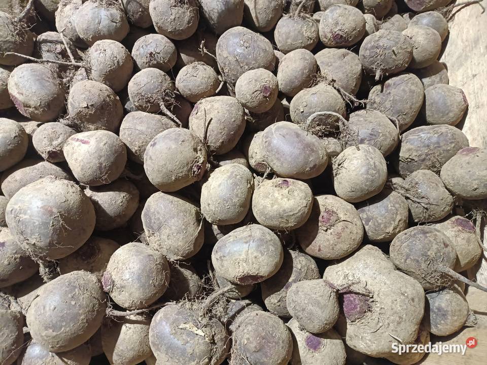 Sprzedam buraczki czerwone Wiślica