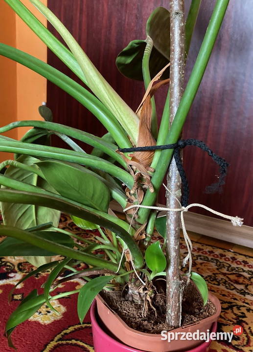 Piękny Philodendron Filodendron Congo Apple duży