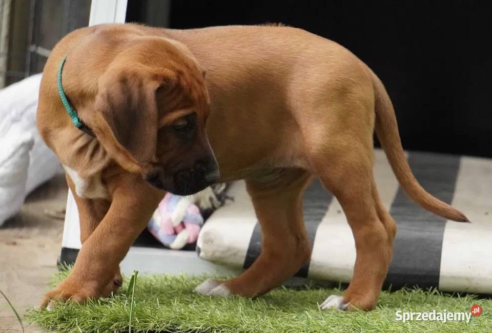 Rhodesian Ridgeback szczenię wystawowe suczka Dłutów sprzedam