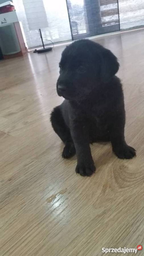 Labrador bez rodowodu dolnośląskie sprzedam