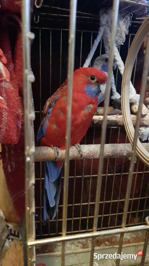 Sprzedam Rozelle Królewskie Nimfy Papugę Kozią Brudzeń Duży