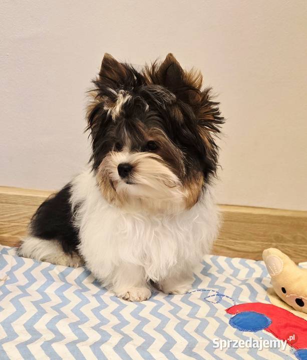 Cudowny malutki piesek BIEWER Yorkshire Terrier Orzesze sprzedam