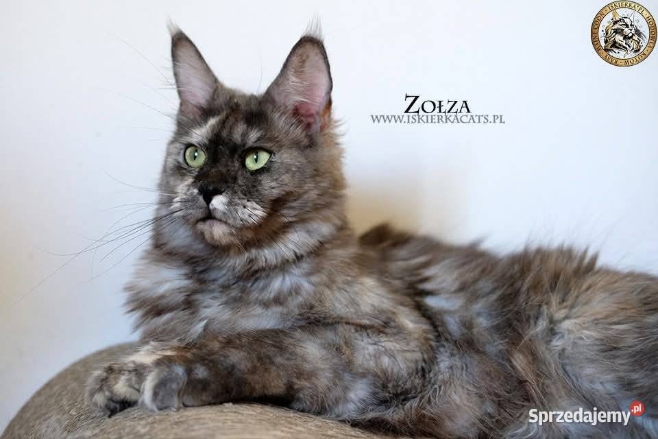 Kotka maine coon srebrzysta mazowieckie Warszawa