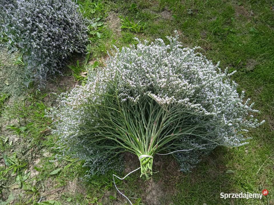 Zatrwian tatarski kwiat lubelskie Izbica
