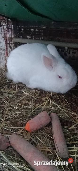Króliki Nowozelandzkie białe Nałęczów