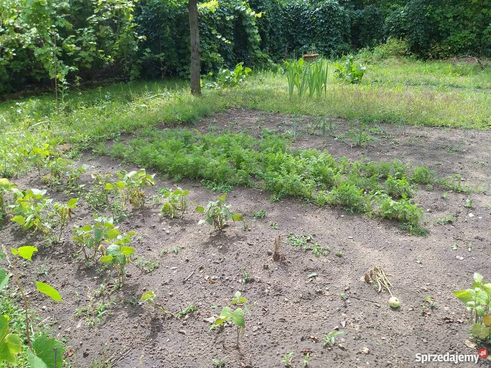 Działka rekreacyjnaa ROD LUMEL ZIELONA GÓRA Nieruchomości lubuskie Zielona Góra