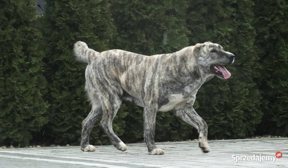 Owczarek Środkowoazjatycki wielkopolskie Konin sprzedam