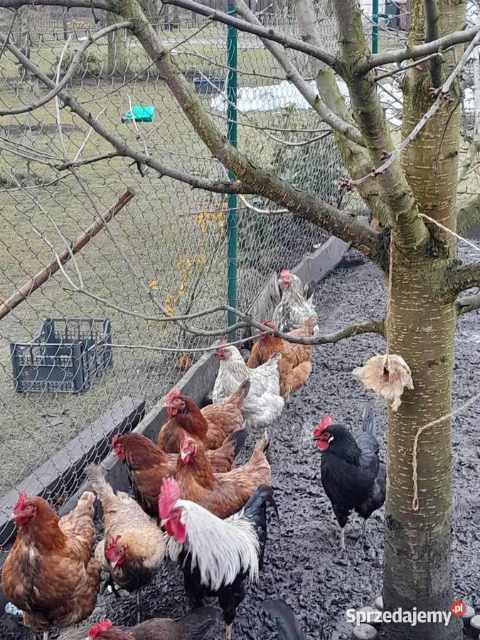 Sprzedam swojskie jajka sprzedam