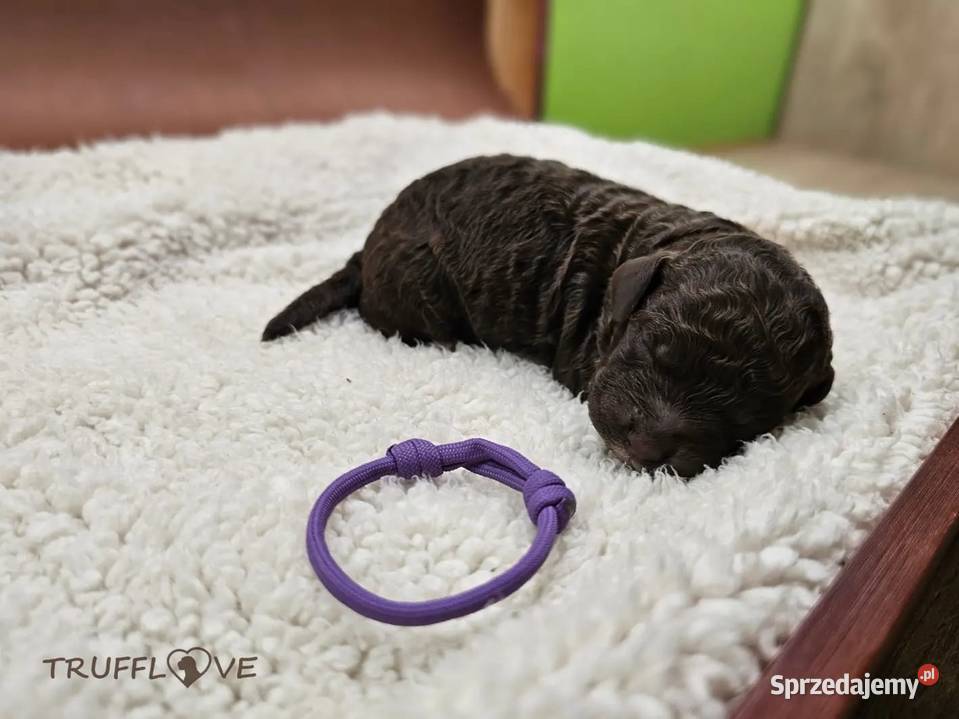 Lagotto Romagnolo ZKwPFCI samiec szczeniak Książenice sprzedam